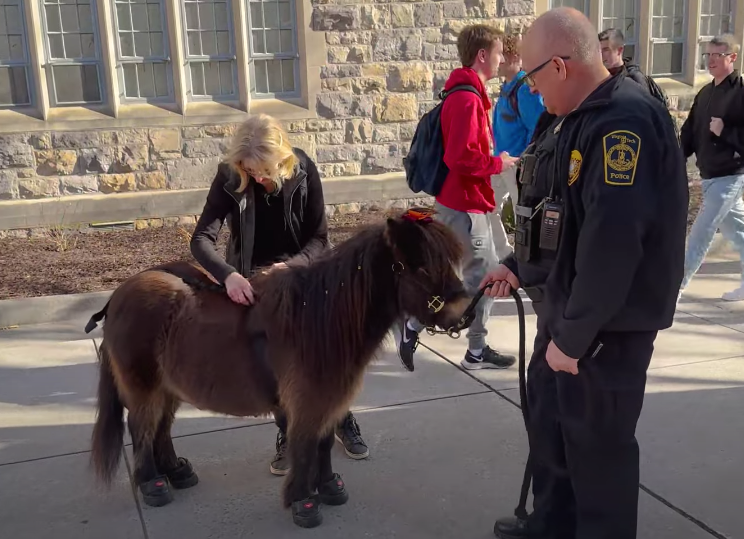Ringo the Patrol Pony is 'mane' attraction at Virginia Tech - Vimarsana News
